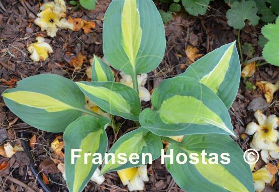 Hosta Hot Kiss